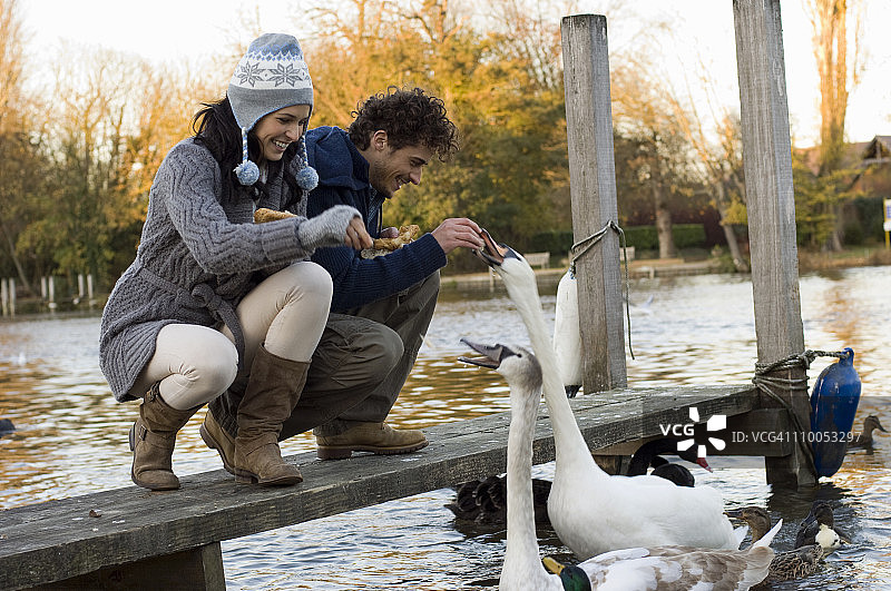喂天鹅的夫妇图片素材