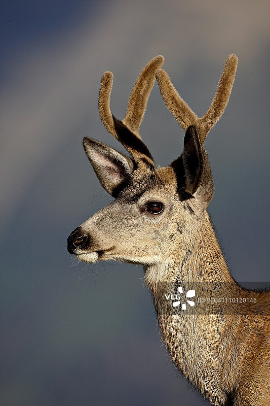 冰川国家公园中的骡鹿（Odocoileus hemionus）雄鹿图片素材