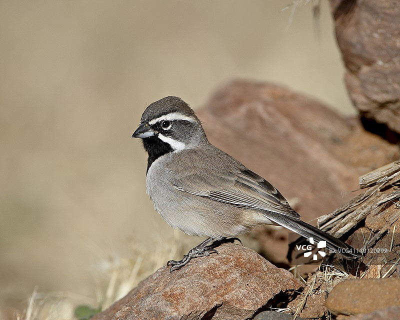 美国新墨西哥州岩石猎犬州立公园的黑喉雀图片素材