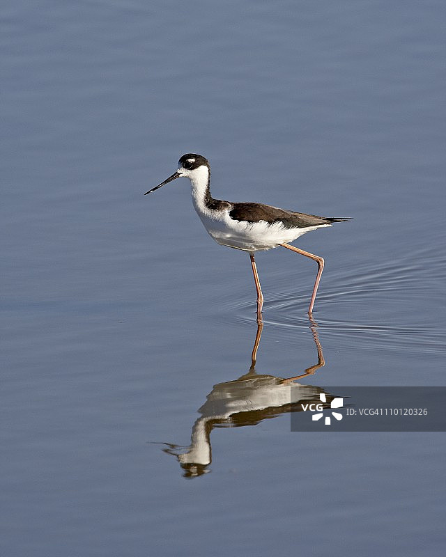 黑颈长脚鹬，索尼博诺萨尔顿海国家野生动物保护区，美国加利福尼亚州，北美洲图片素材