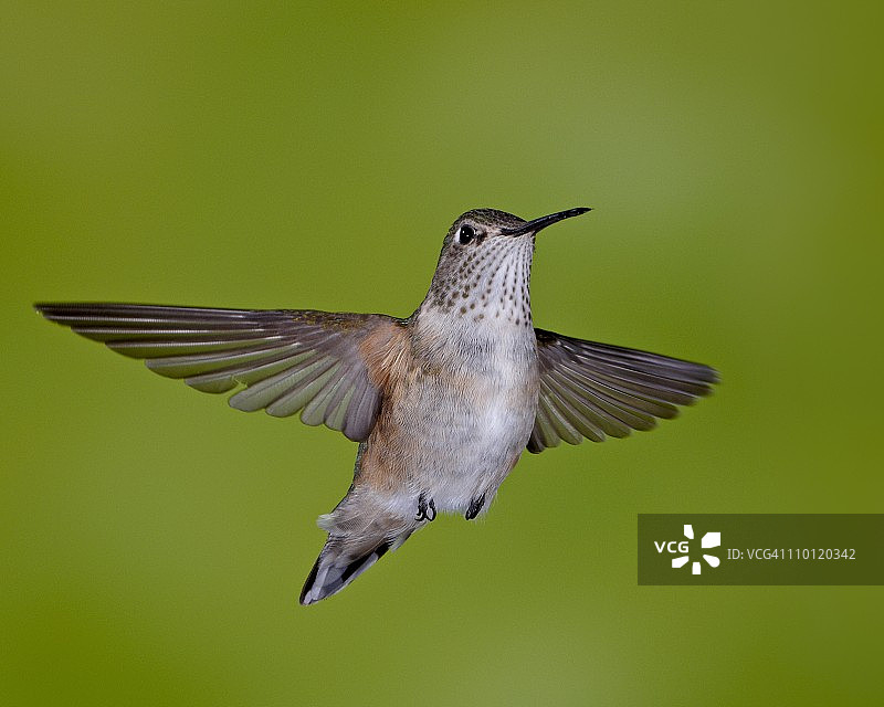 飞行中的阔尾蜂鸟（Selasphorus platycercus），美国科罗拉多州罗斯福国家森林图片素材