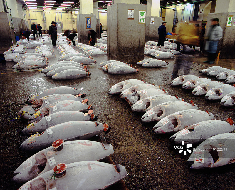 中央批发鱼市场冷冻金枪鱼图片素材