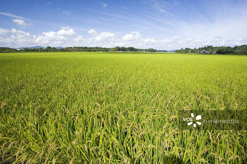 稻田图片素材