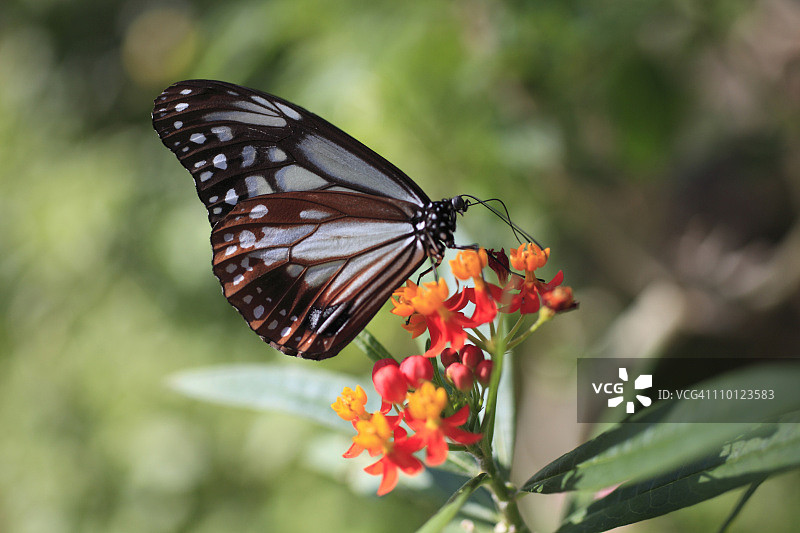 马利筋上的栗虎蝶图片素材