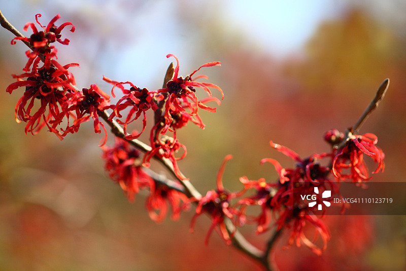 红色金缕梅图片素材