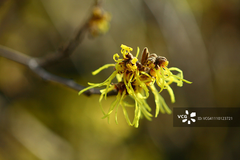 金缕梅花图片素材