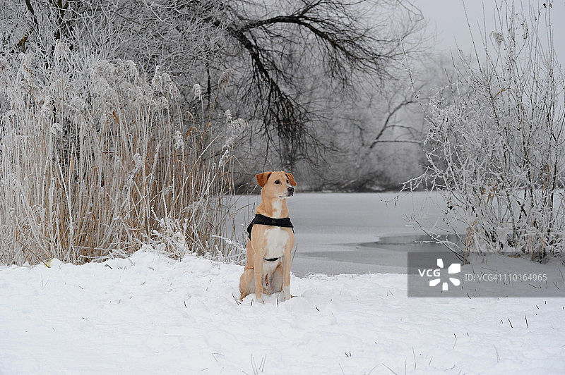 冰封的湖面和狗图片素材
