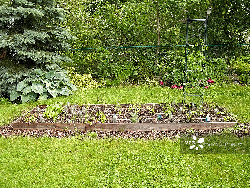 夏季蔬菜园图片素材