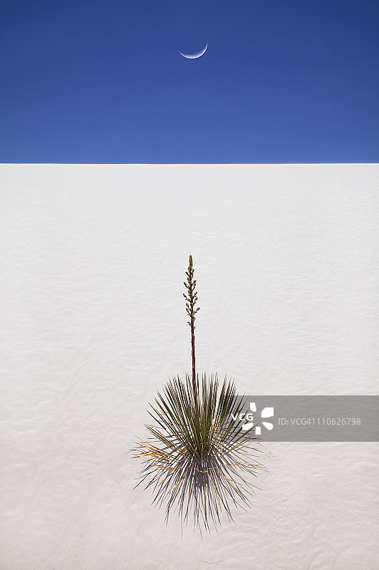 沙漠植物图片素材