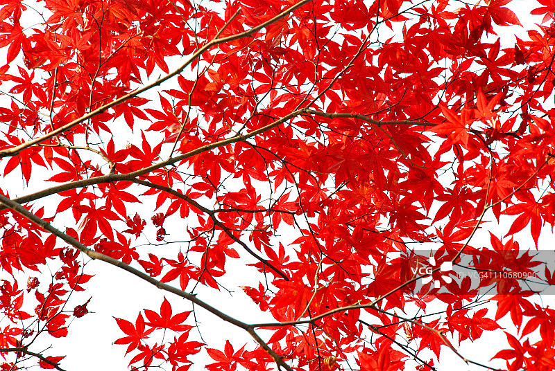 秋天的落叶图片素材