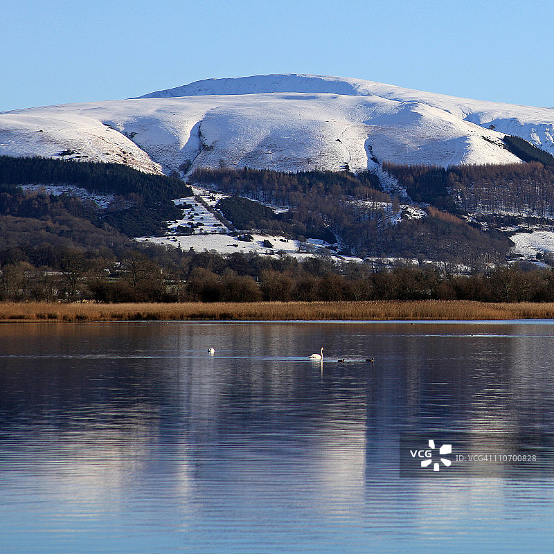 拉特里格和天鹅图片素材