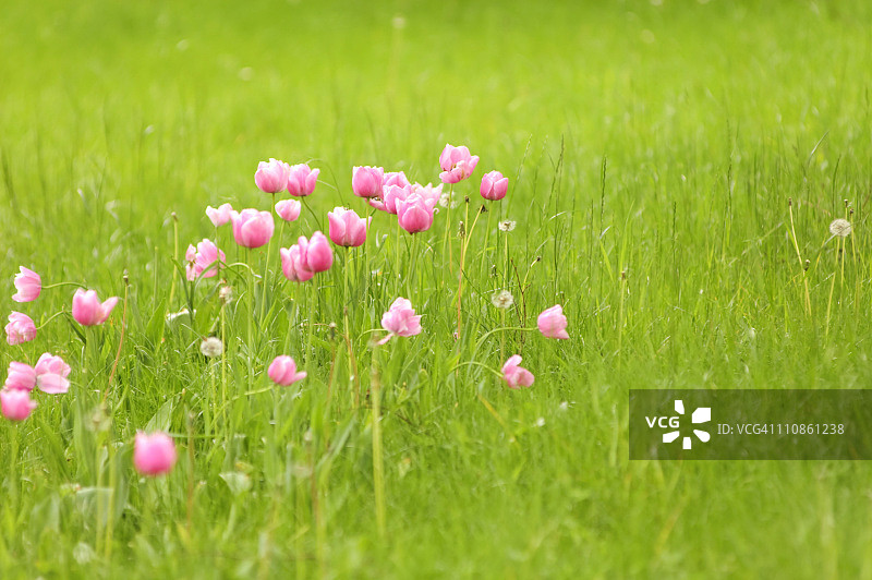 郁金香草地图片素材