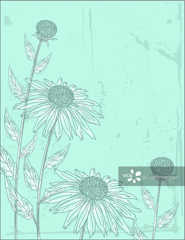 松果菊速写风格图片素材