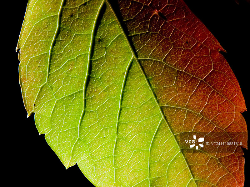 叶图片素材