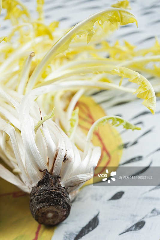 皱叶生菜头图片素材