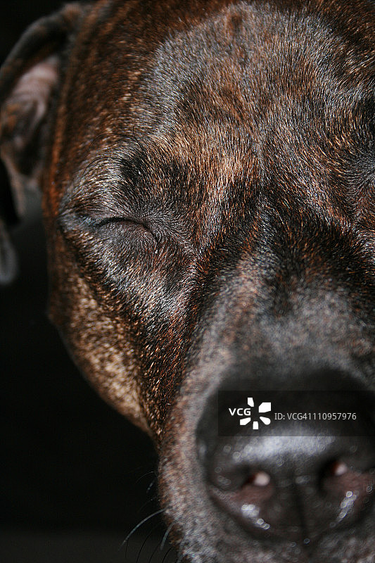 闭着眼睛的斑纹狗脸图片素材