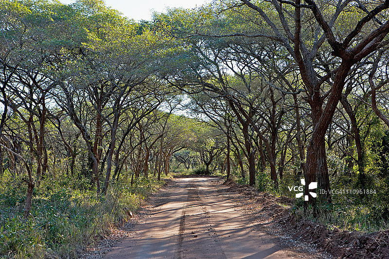 南非夸祖鲁-纳塔尔省恩杜莫禁猎区的沙地小路图片素材