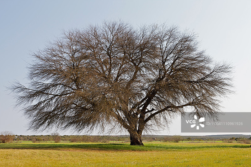 南非北开普省农田里的孤树图片素材