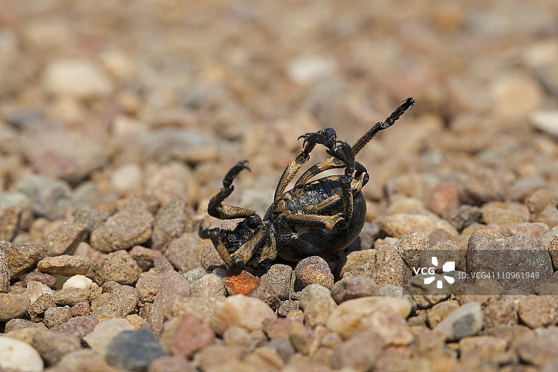 甲虫装死以吓退捕食者图片素材