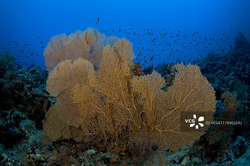 埃及时鲨鱼礁的扇珊瑚图片素材