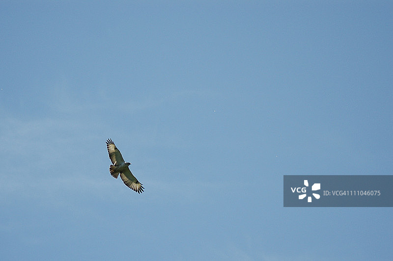 非洲棕蛇雕图片素材