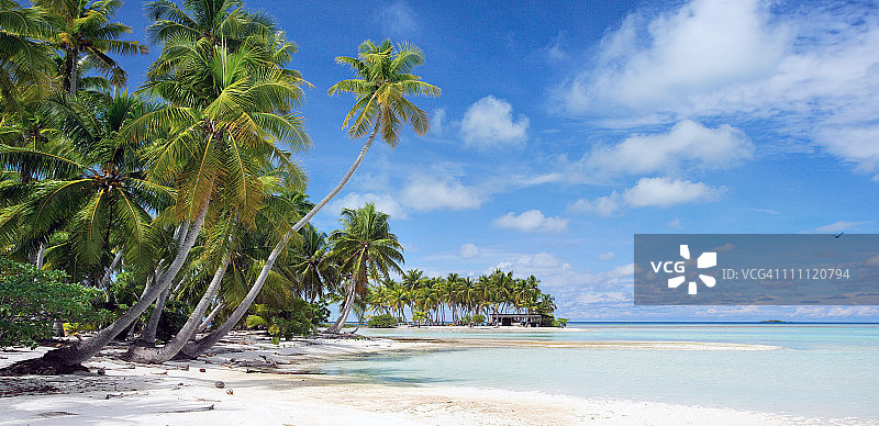 天堂海滩上的棕榈树图片素材