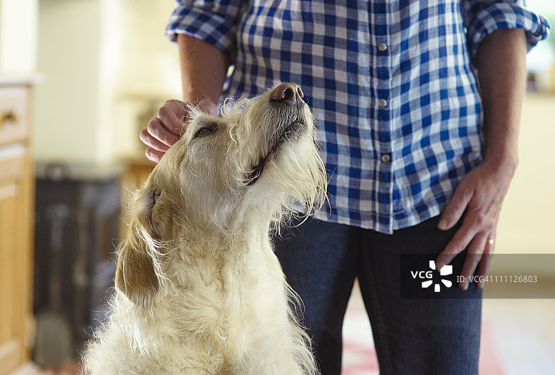 和主人在一起的家中小狗图片素材