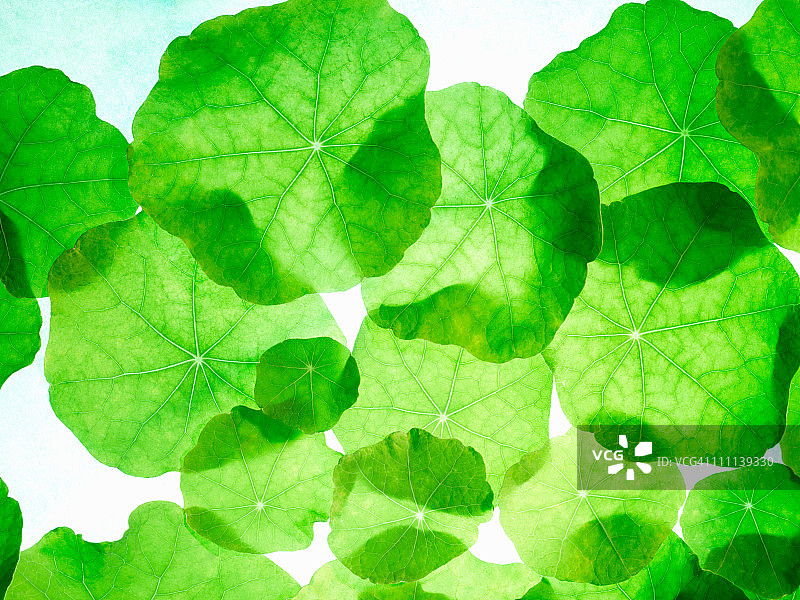 旱金莲叶图片素材