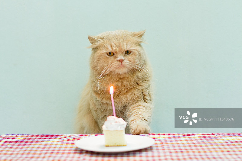 猫咪即将吹灭蜡烛图片素材