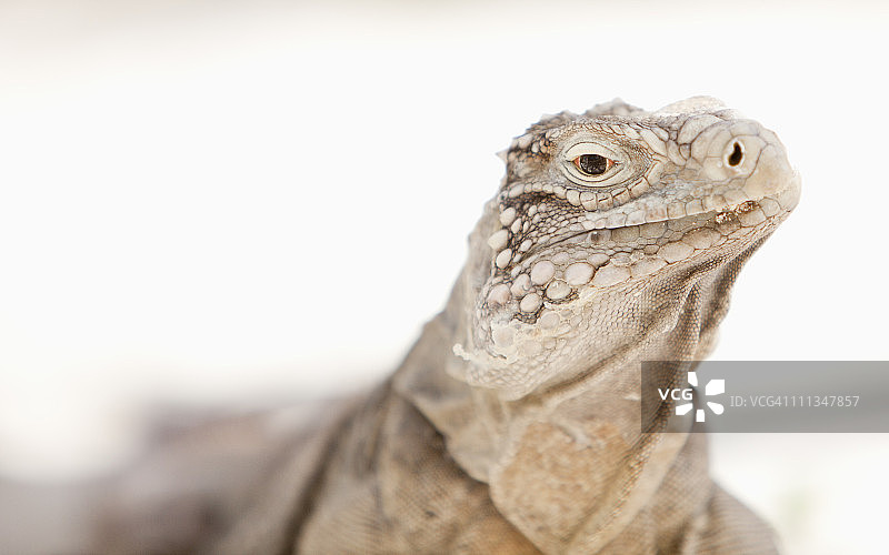 加勒比海地区的鬣蜥图片素材