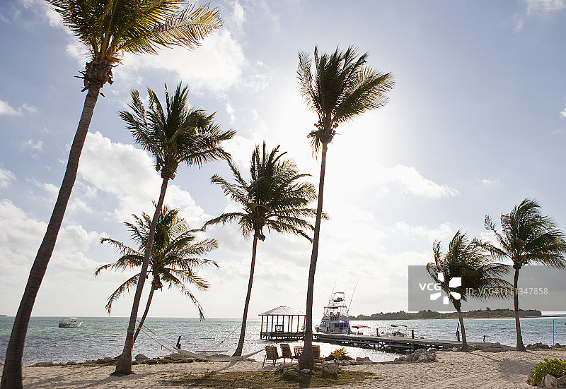 小开曼岛上的棕榈树林图片素材