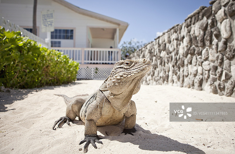 加勒比海地区的鬣蜥图片素材