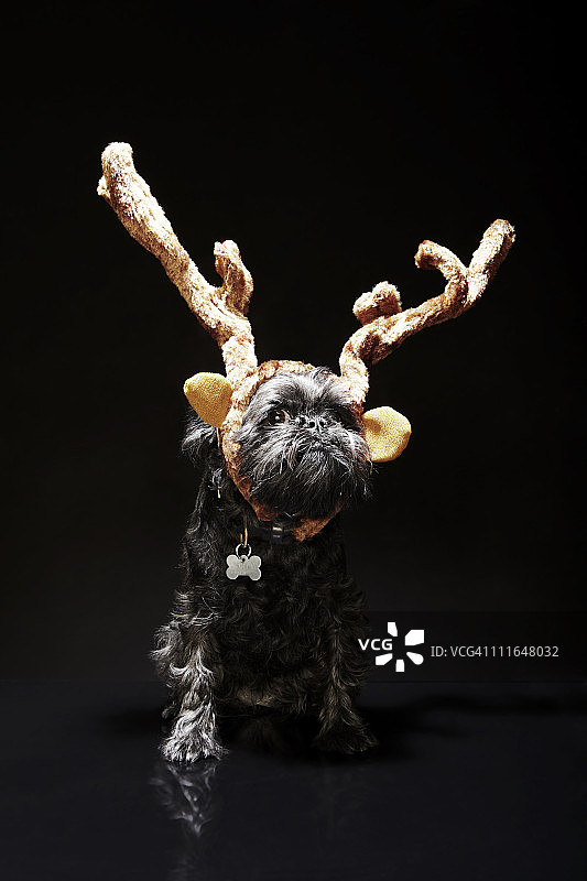 戴着驯鹿角饰的布鲁塞尔格里芬犬图片素材