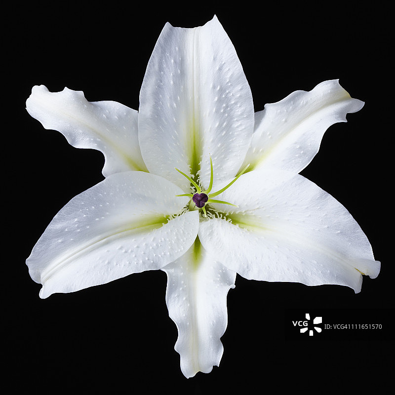 卡萨布兰卡百合特写图片素材