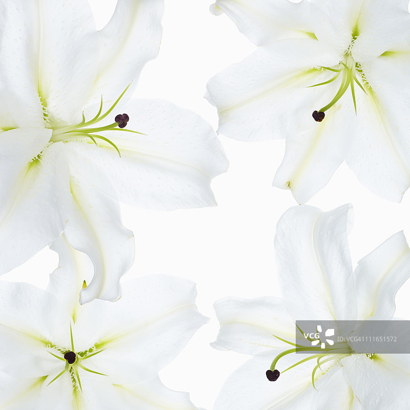 卡萨布兰卡百合图片素材