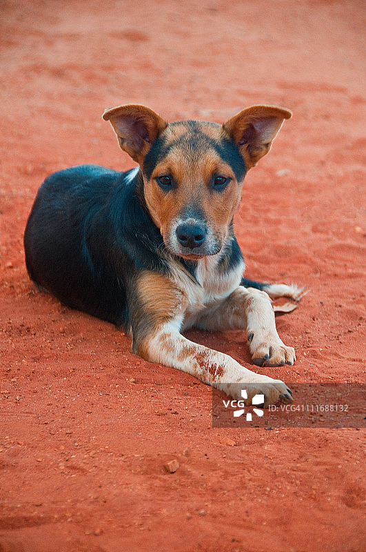 红色泥土狗，西澳大利亚布鲁姆图片素材