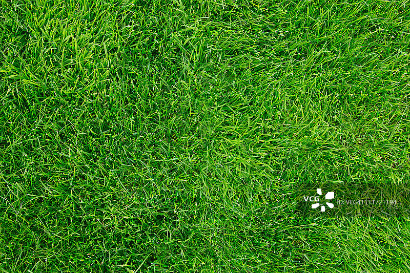 俯视新修剪的绿色草坪图片素材