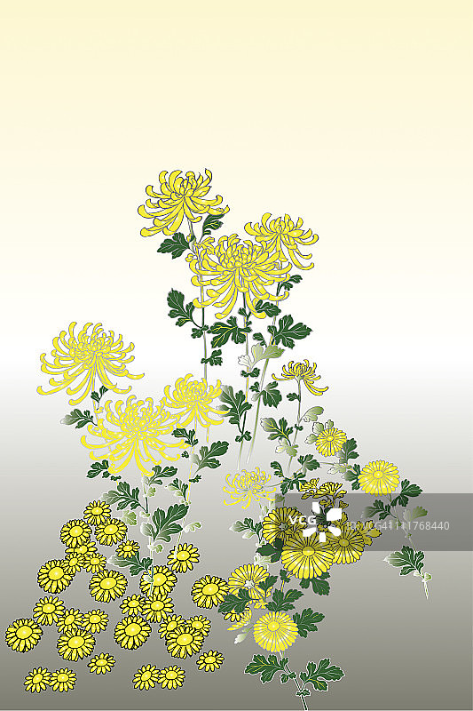 菊花日式绘画（CG）图片素材