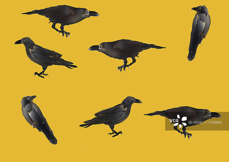 日本绘画风格乌鸦图案图片素材