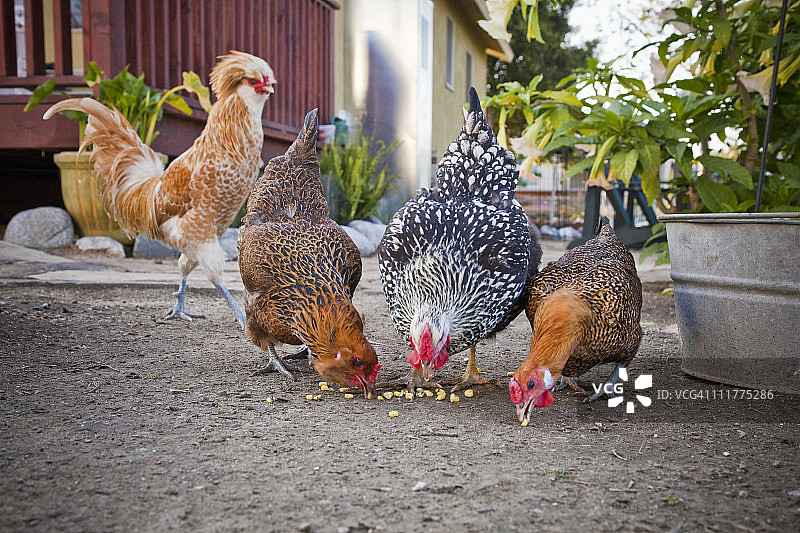 鸡在后院吃东西图片素材