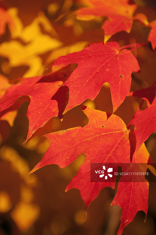 火红的红枫叶图案图片素材