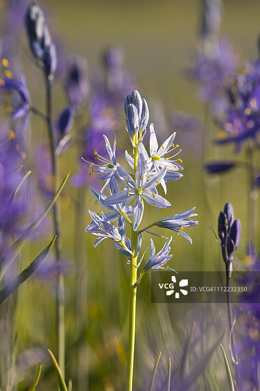 加州特拉基附近鼠尾草牧场紫色卡马斯百合田中白色卡马斯百合特写照片图片素材