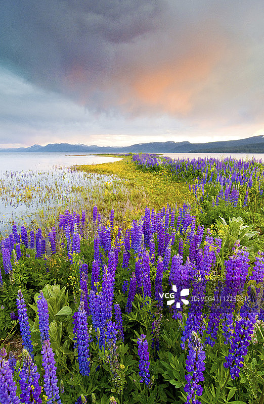 加利福尼亚州太浩湖北岸日落时分的羽扇豆野花田图片素材