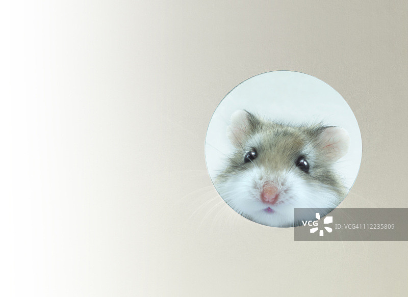 仓鼠图片素材