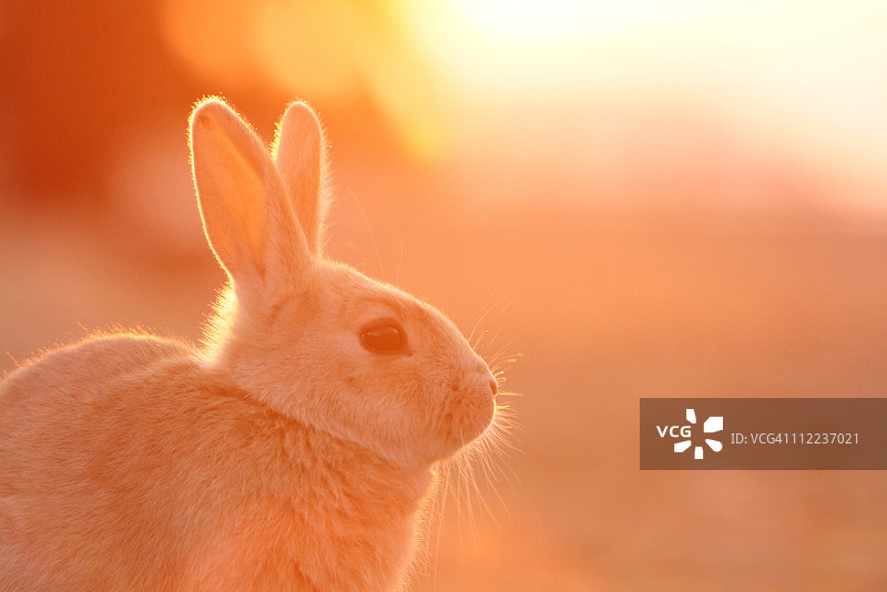夕阳下的兔子图片素材