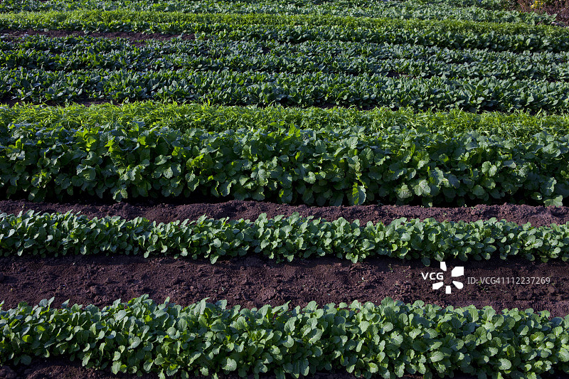 芥菜、大叶芥菜和菠菜田图片素材