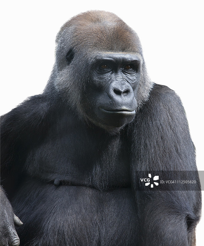 大猩猩的肖像图片素材