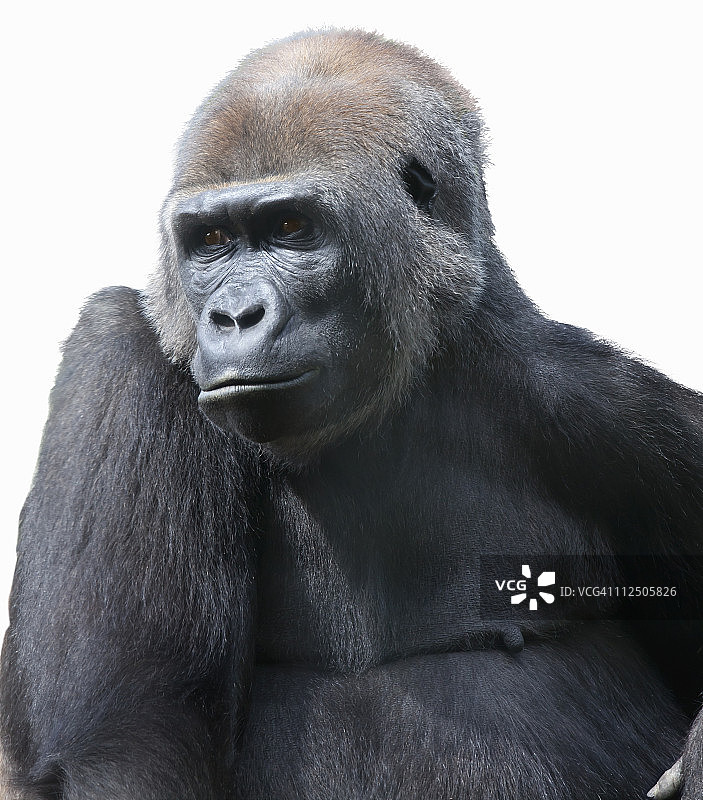大猩猩的肖像图片素材