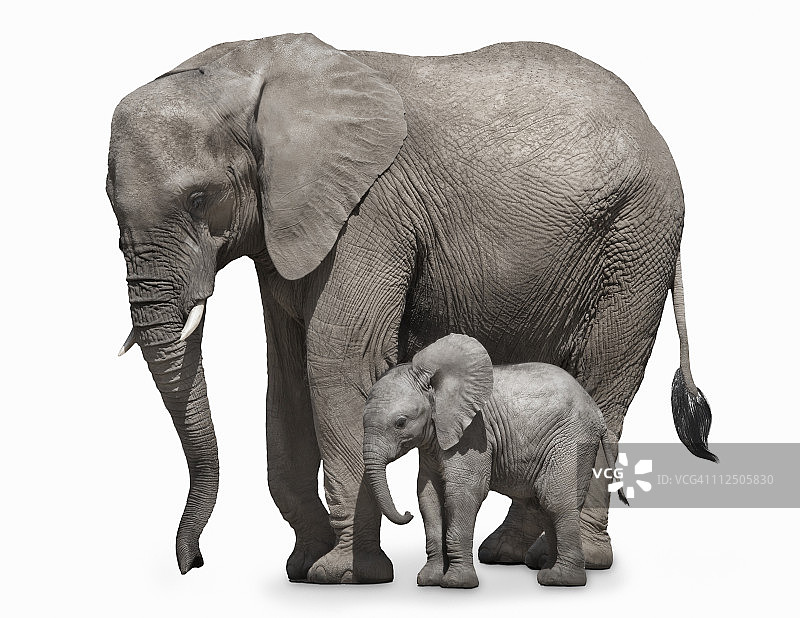 母象和小象图片素材