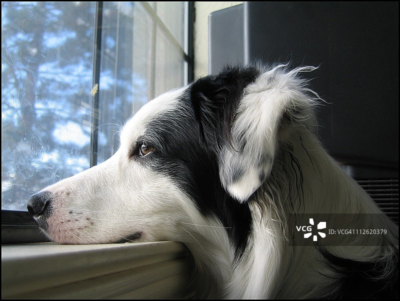 渴望春天图片素材